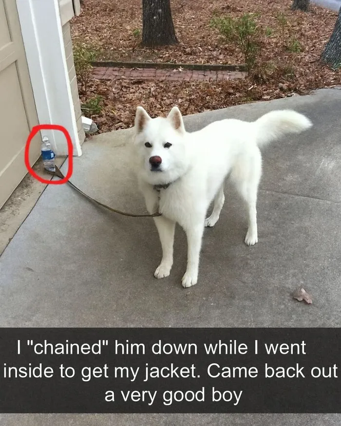 People Are Loving This FB Account That Shares Animal Memes And Here Are 50 Of The Best