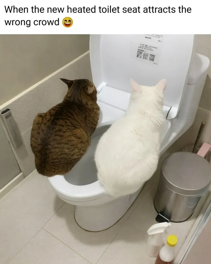 People Are Loving This FB Account That Shares Animal Memes And Here Are 50 Of The Best
