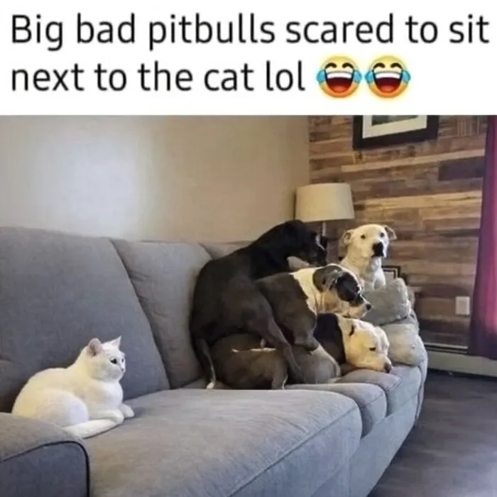 People Are Loving This FB Account That Shares Animal Memes And Here Are 50 Of The Best