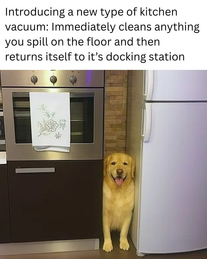 People Are Loving This FB Account That Shares Animal Memes And Here Are 50 Of The Best