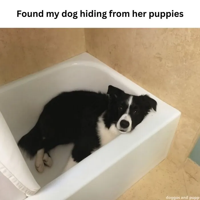 People Are Loving This FB Account That Shares Animal Memes And Here Are 50 Of The Best
