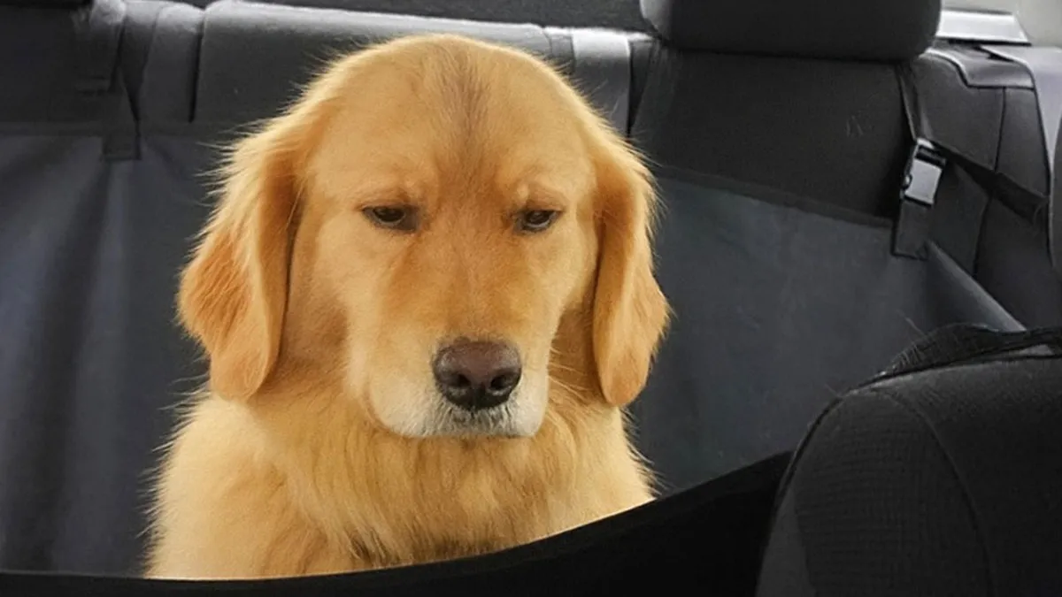 People Are Loving This FB Account That Shares Animal Memes And Here Are 50 Of The Best