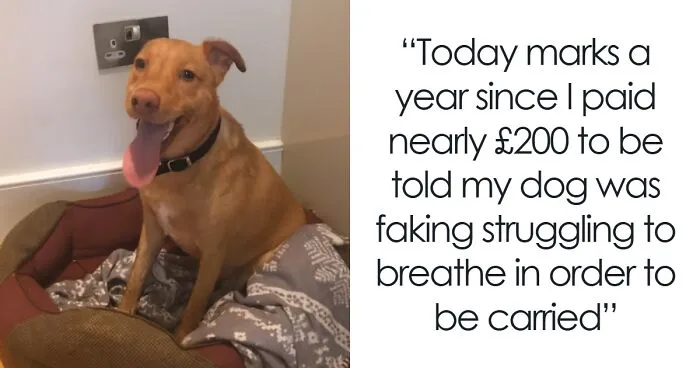 People Are Loving This FB Account That Shares Animal Memes And Here Are 50 Of The Best