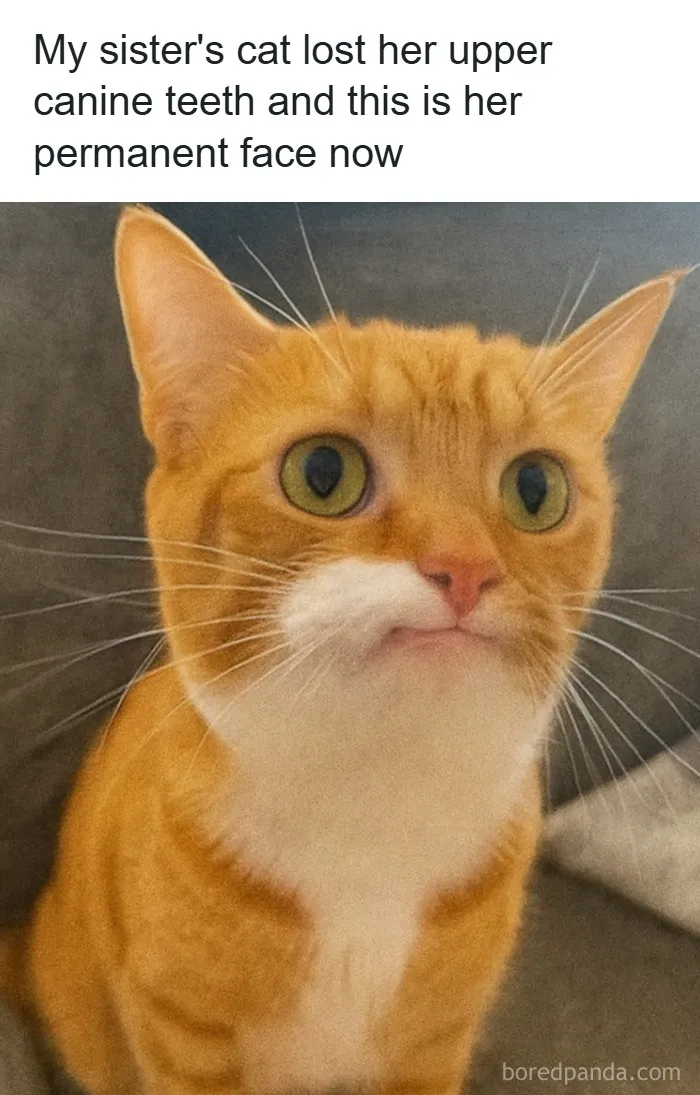 People Are Loving This FB Account That Shares Animal Memes And Here Are 50 Of The Best