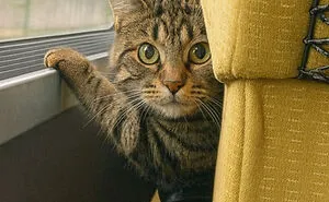 People Are Loving This FB Account That Shares Animal Memes And Here Are 50 Of The Best