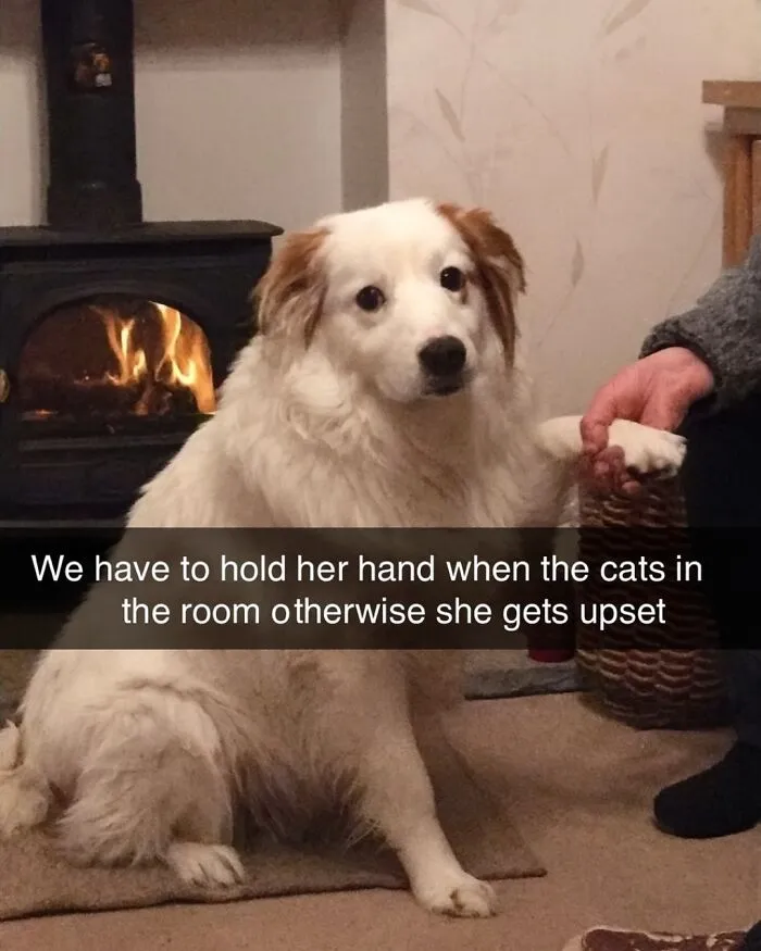 People Are Loving This FB Account That Shares Animal Memes And Here Are 50 Of The Best