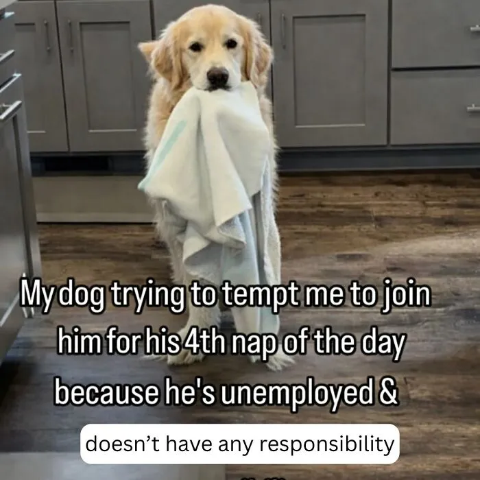 People Are Loving This FB Account That Shares Animal Memes And Here Are 50 Of The Best