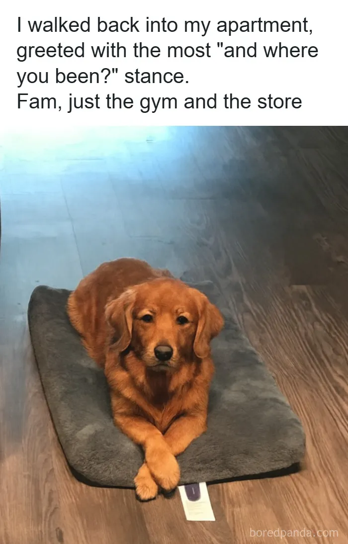 People Are Loving This FB Account That Shares Animal Memes And Here Are 50 Of The Best