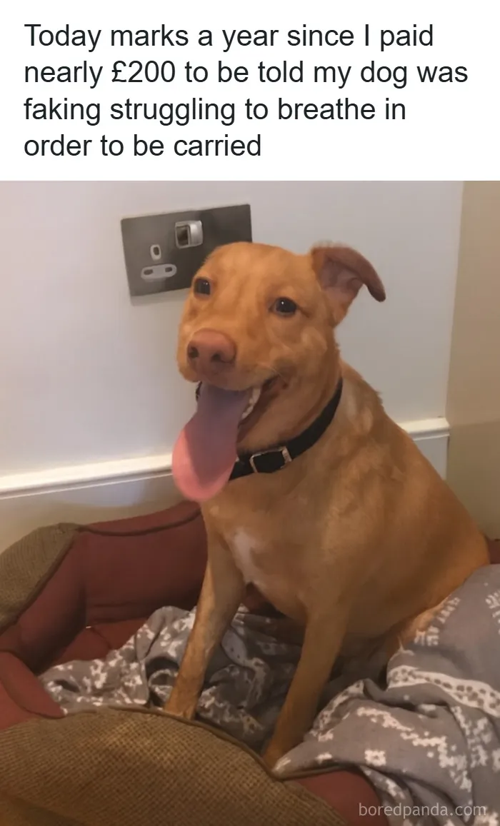 People Are Loving This FB Account That Shares Animal Memes And Here Are 50 Of The Best