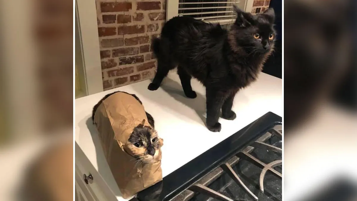 Double The Trouble, Double The Cuteness: 32 Cat Pairs