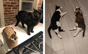 Double The Trouble, Double The Cuteness: 32 Cat Pairs