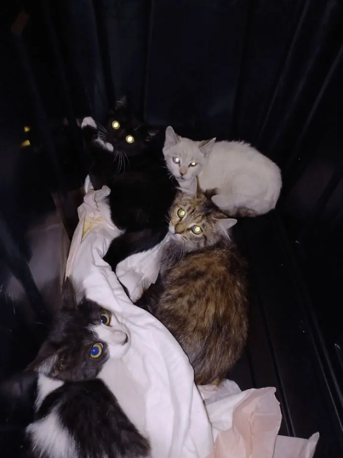 My Newest Fosters