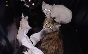 50 Cats Who Appear To Be Running On Pure Instinct And Zero Coherent Thoughts