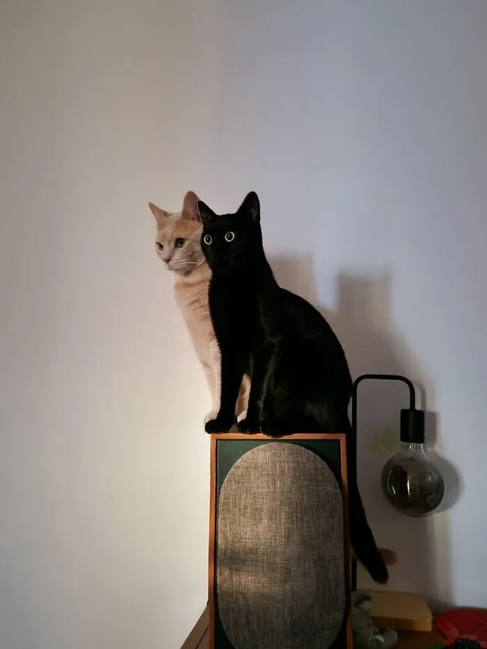 They Both Fit