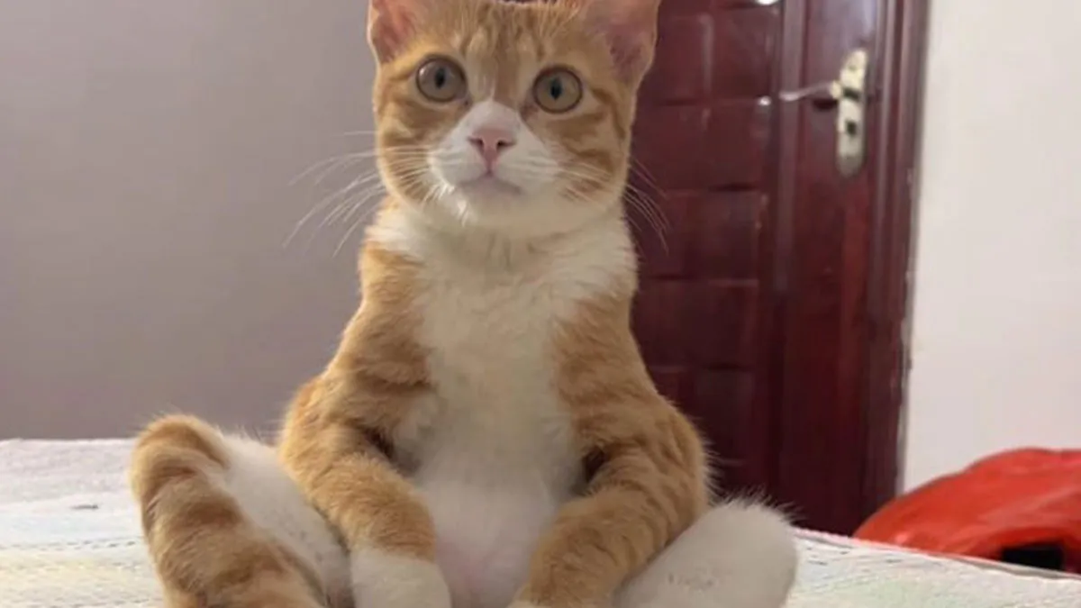 50 Cats Who Appear To Be Running On Pure Instinct And Zero Coherent Thoughts