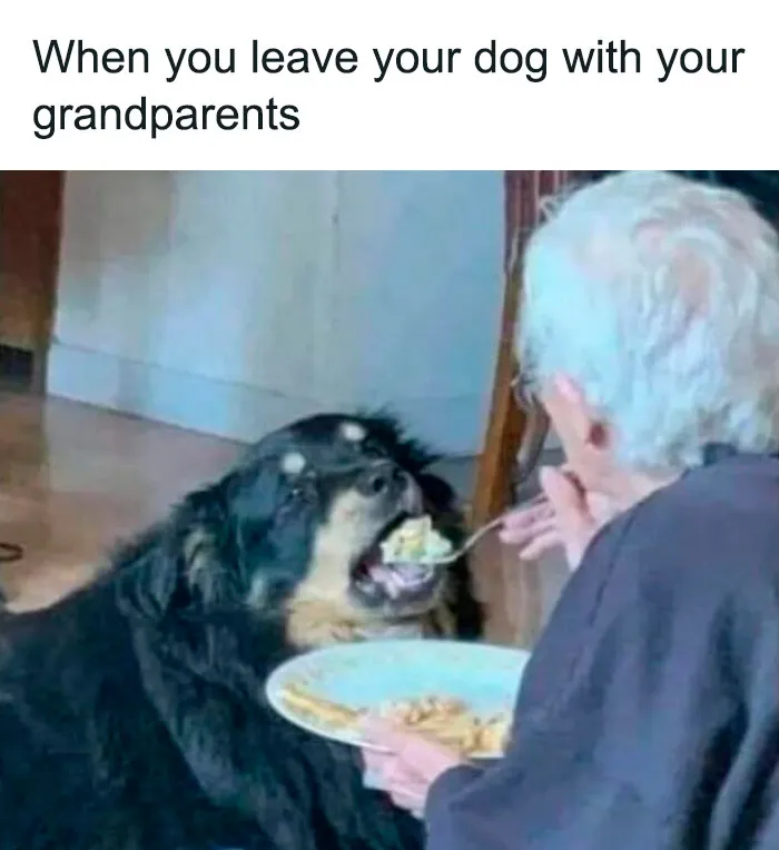 Elderly person feeding a large dog indoors, capturing a heartwarming adorable dog meme moment.