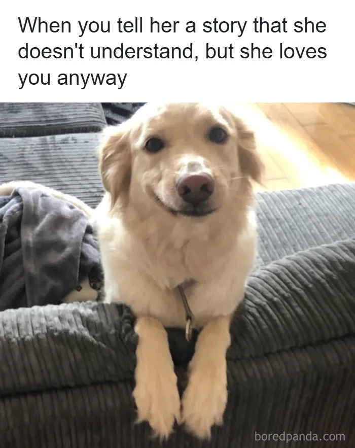 50 Adorable Dog Memes To Warm Your Heart And Make You Laugh