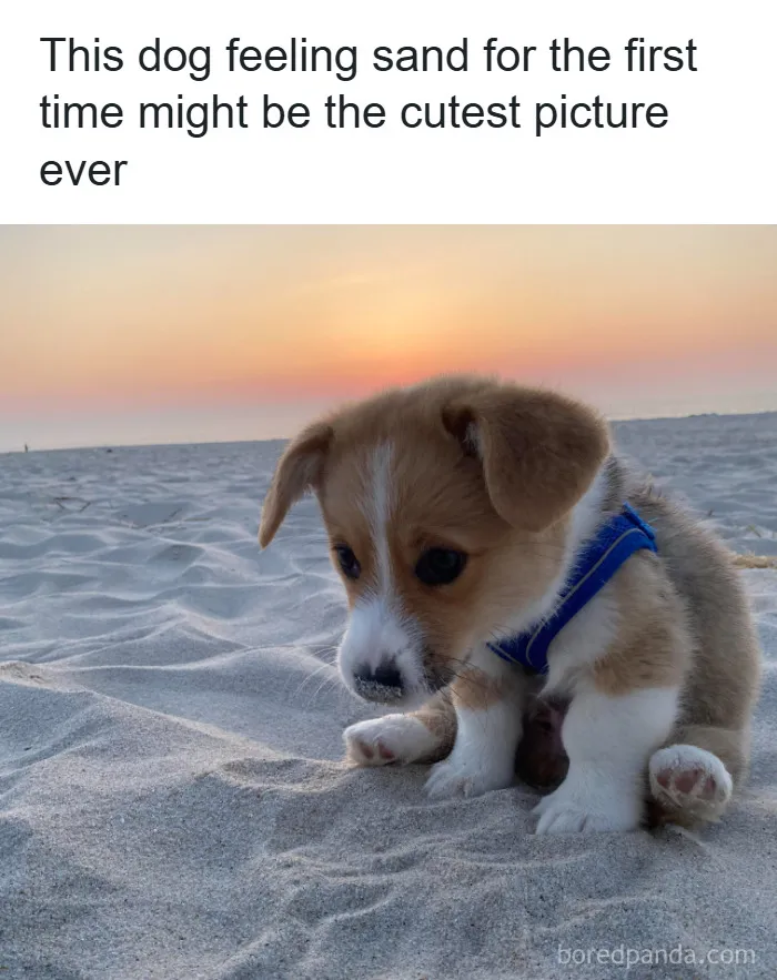 50 Adorable Dog Memes To Warm Your Heart And Make You Laugh