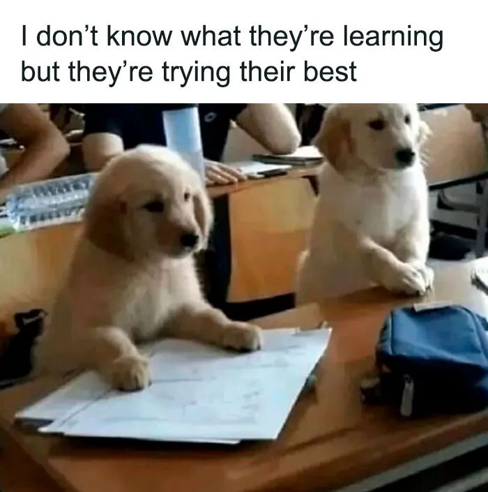 Two adorable puppies sitting at desks with papers, creating cute and funny dog memes to warm your heart.