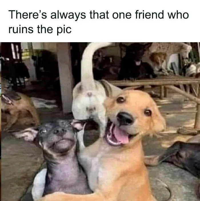 Two dogs posing for a photo with one looking happy and the other awkward in a funny dog memes moment.