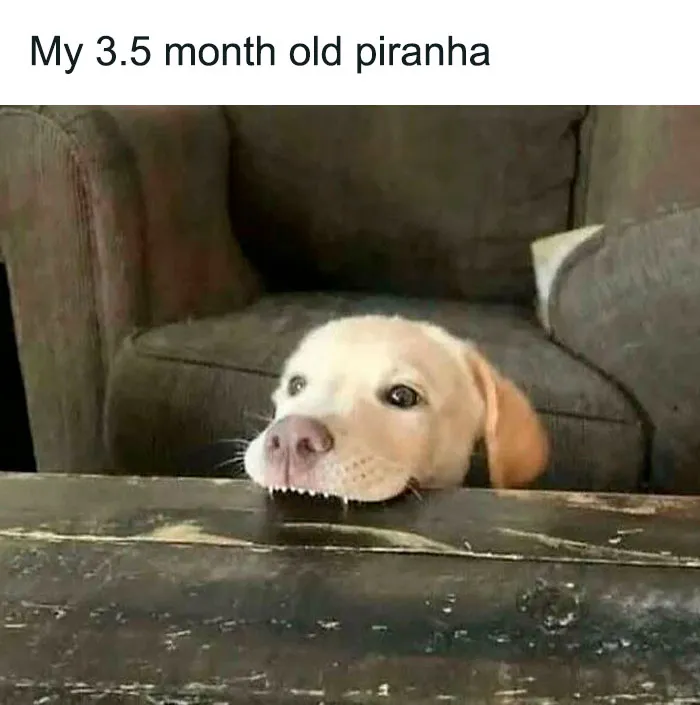Puppy peeking over table with tiny teeth showing, capturing adorable dog memes that warm hearts and make you laugh.