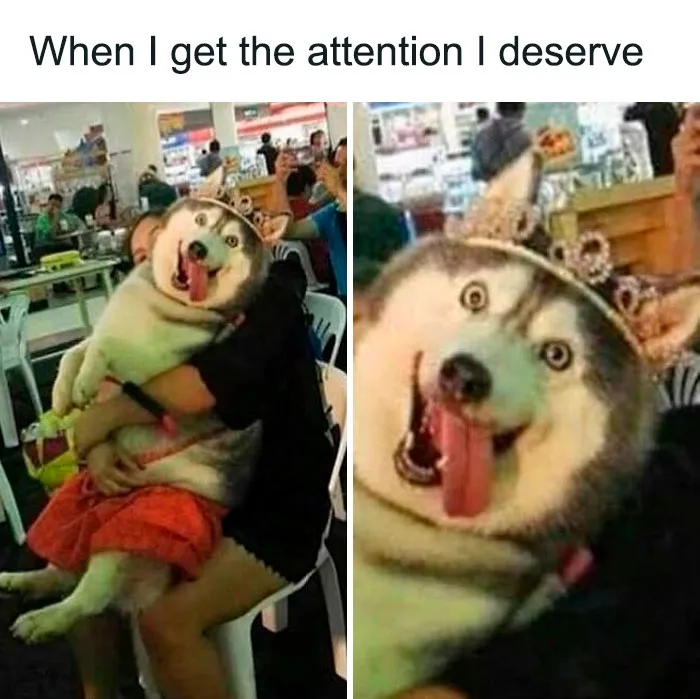 Husky dog wearing a tiara with tongue out, being held and enjoying attention in an indoor public setting dog memes.
