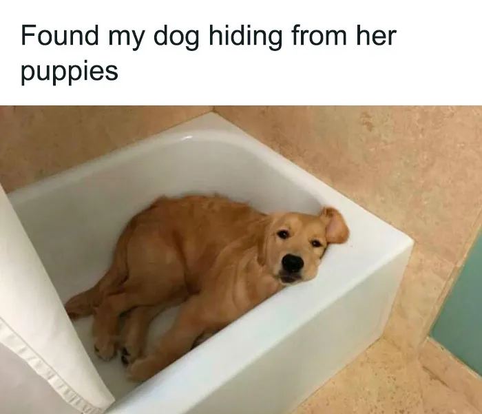 50 Adorable Dog Memes To Warm Your Heart And Make You Laugh