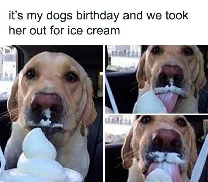 Happy dog enjoying ice cream on her birthday, featured in adorable dog memes to warm your heart and make you laugh.
