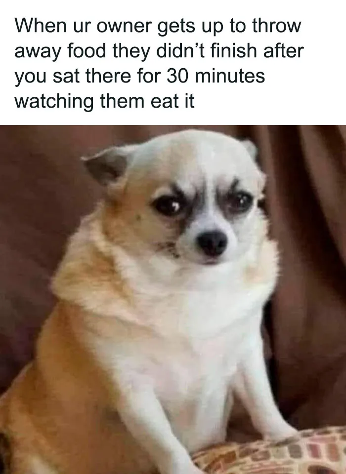 Sad-looking dog watching owner throw away unfinished food, capturing adorable dog meme moment to warm your heart.