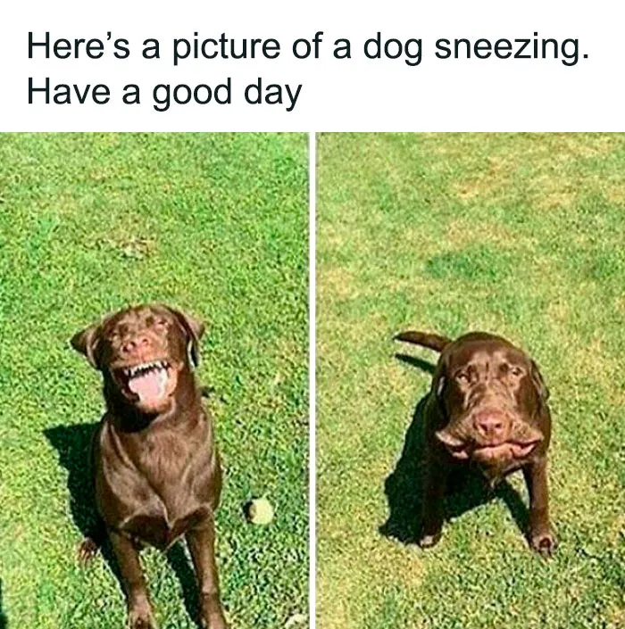Brown dog sneezing outdoors on grass, captured in two funny moments for adorable dog memes to warm your heart.