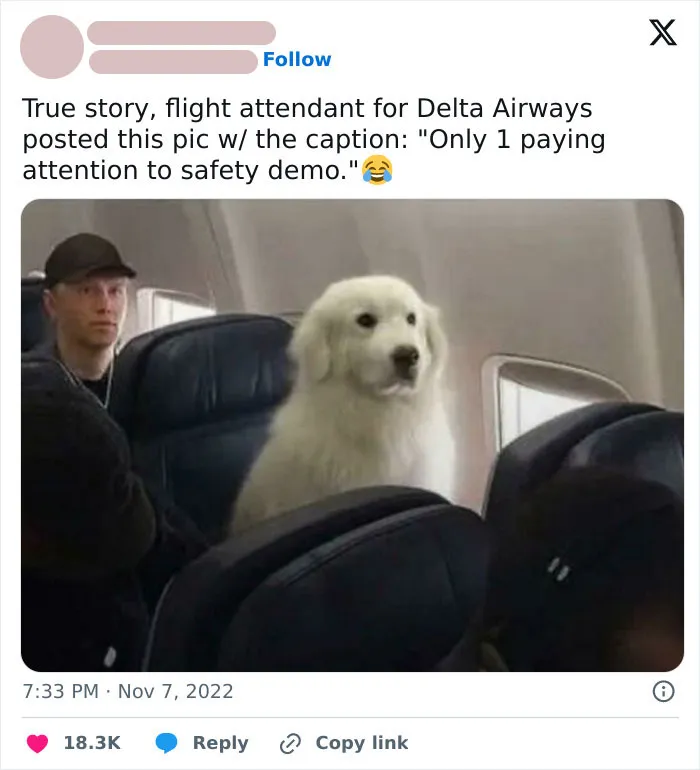 50 Adorable Dog Memes To Warm Your Heart And Make You Laugh