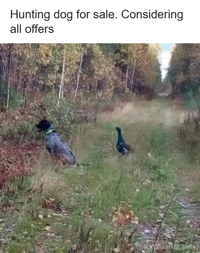 50 Adorable Dog Memes To Warm Your Heart And Make You Laugh