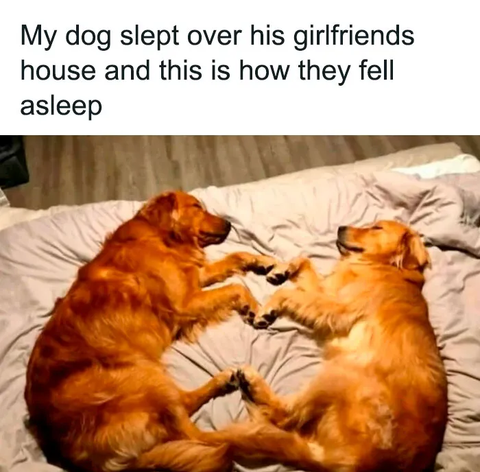 50 Adorable Dog Memes To Warm Your Heart And Make You Laugh