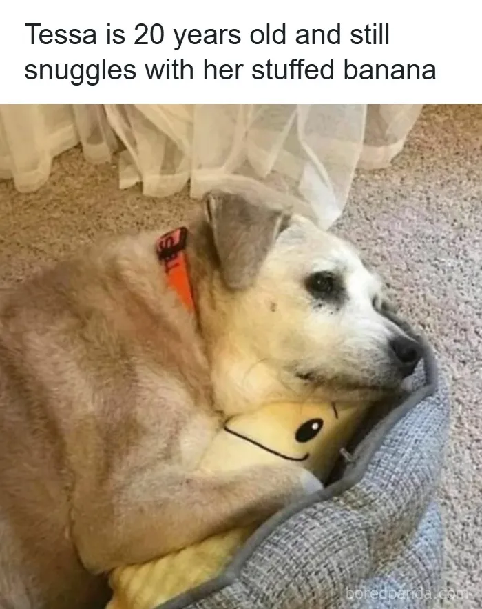 50 Adorable Dog Memes To Warm Your Heart And Make You Laugh