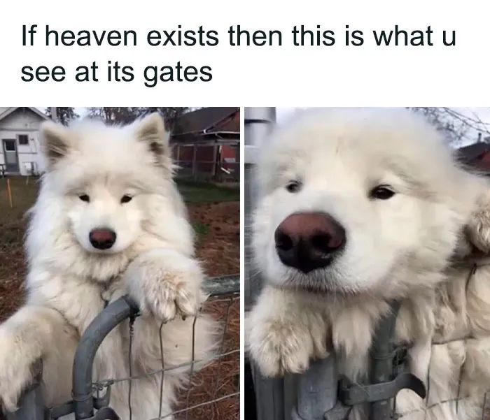 50 Adorable Dog Memes To Warm Your Heart And Make You Laugh
