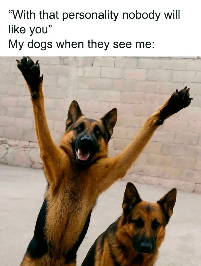 50 Adorable Dog Memes To Warm Your Heart And Make You Laugh
