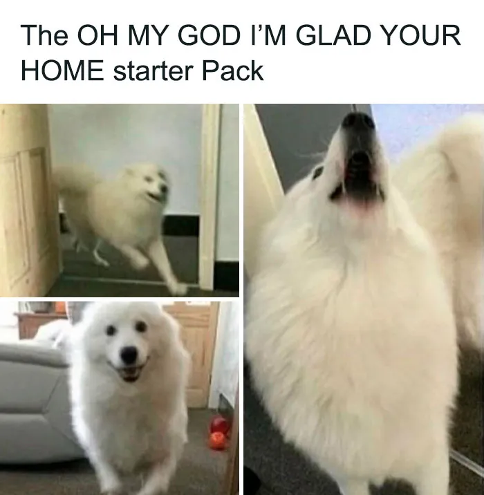 50 Adorable Dog Memes To Warm Your Heart And Make You Laugh