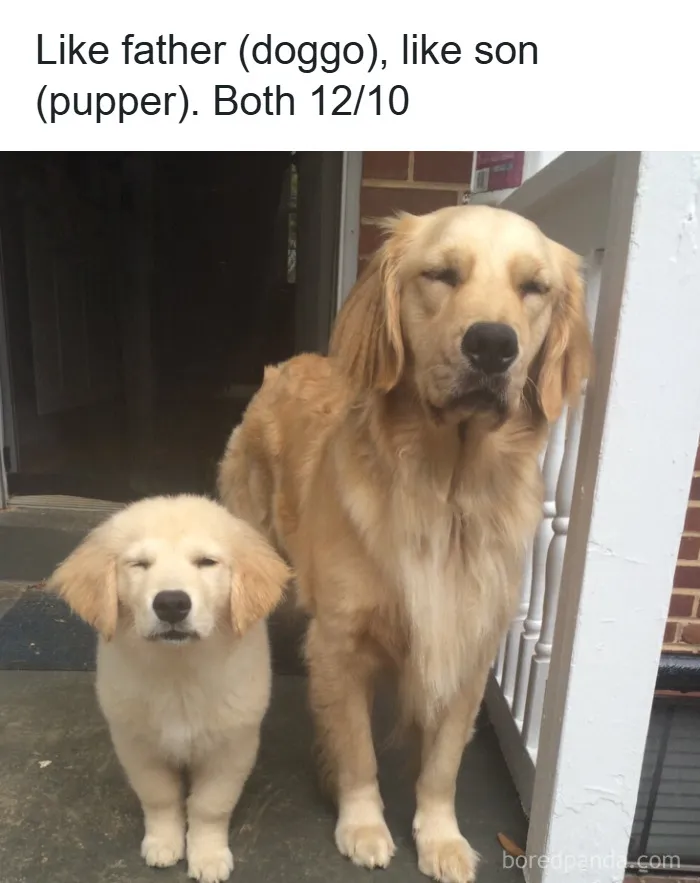50 Adorable Dog Memes To Warm Your Heart And Make You Laugh