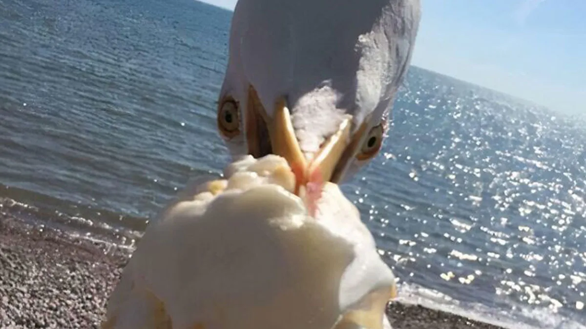 “Dangerously Close To The Creek”: 70 Interesting And Funny Photos Taken At Just The Right Time