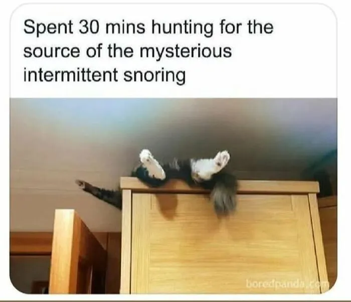 84 Pics That Prove Cats Are Little Jerks You Just Can’t Be Mad At