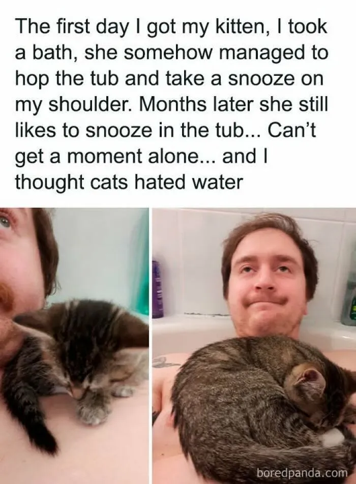 84 Pics That Prove Cats Are Little Jerks You Just Can’t Be Mad At