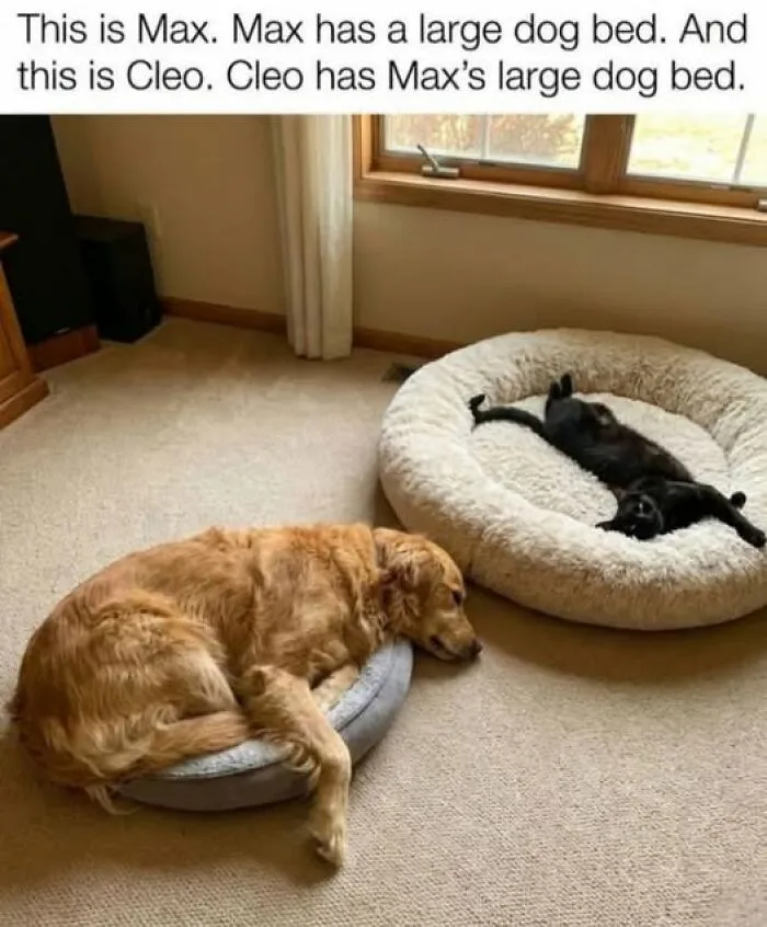 Golden retriever lies in a small bed while cat comfortably sprawls in dog’s larger bed, pets behaving like jerks.