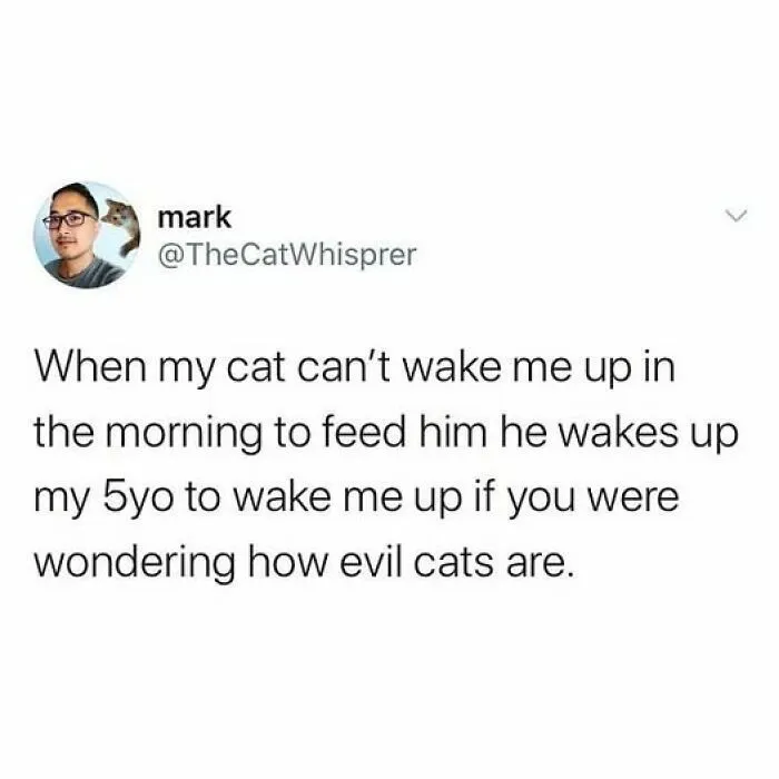 84 Pics That Prove Cats Are Little Jerks You Just Can’t Be Mad At