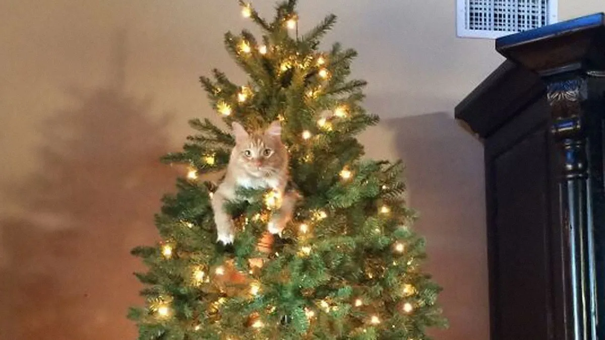 84 Pics That Prove Cats Are Little Jerks You Just Can’t Be Mad At