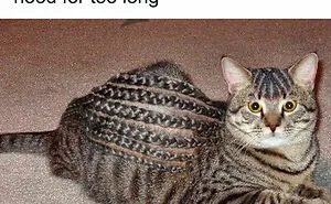 77 Funny Memes To Distract You During A Boring Monday Morning Meeting