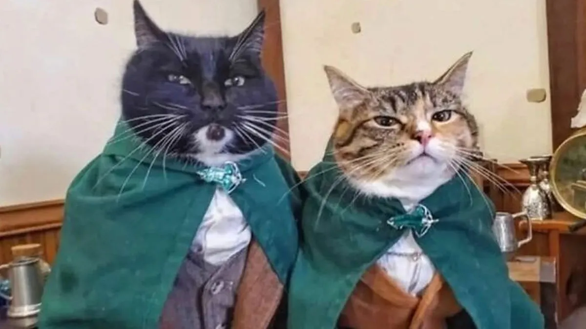 50 Times Cats Were So Funny People Just Had To Meme Them