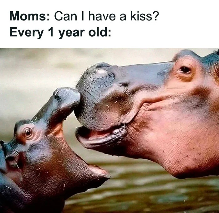 Hilarious and relatable memes for parents showing a baby and adult hippo touching noses like a kiss moment.