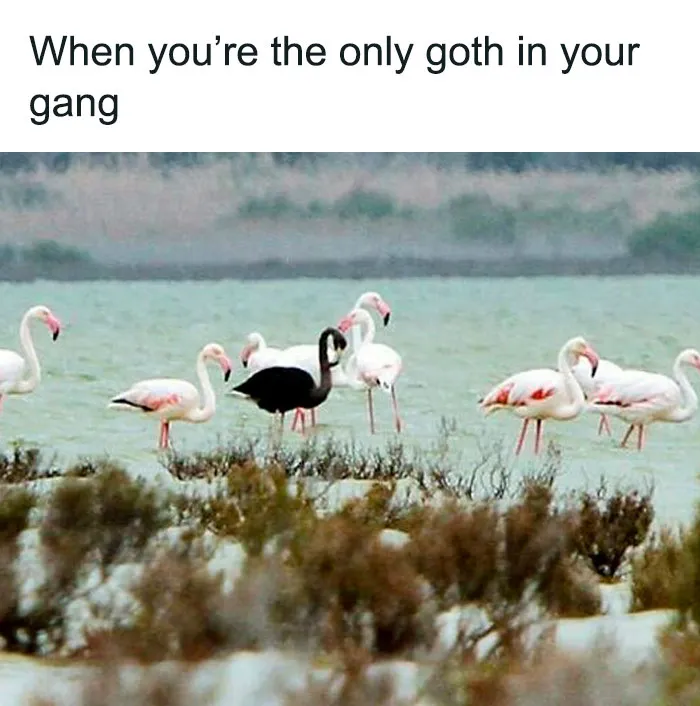 50 Goth Memes That Prove Humor Can Be As Dark As Your Wardrobe