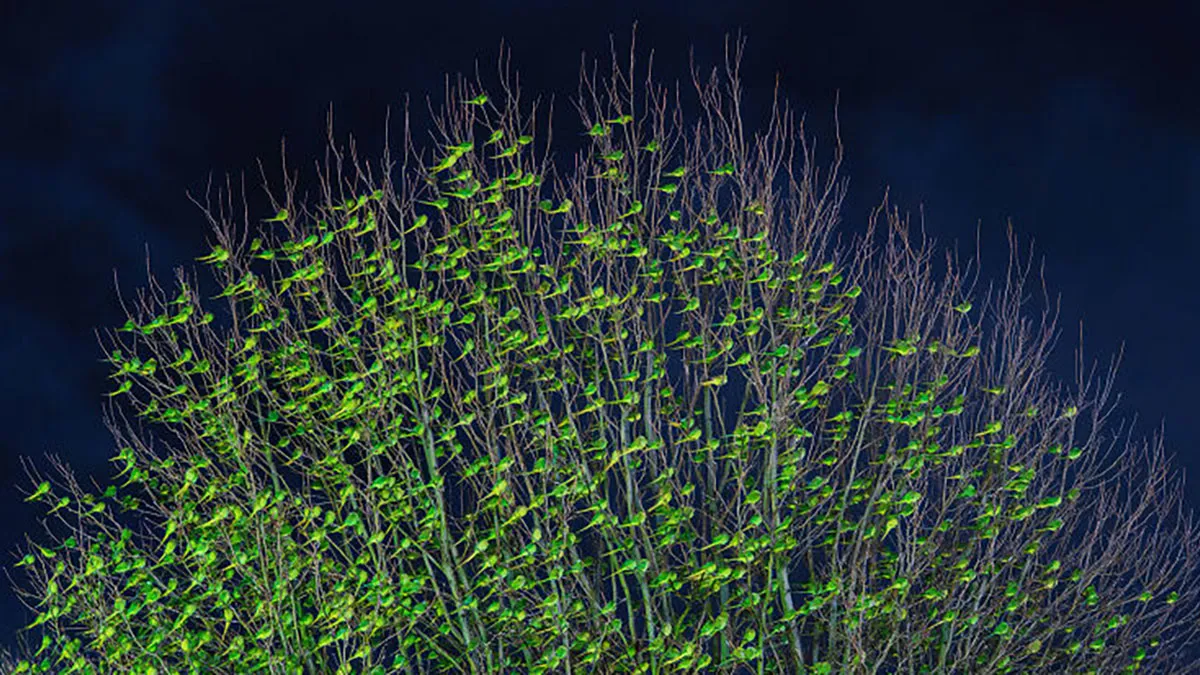 I Thought Winter Had Turned Green In London, Until I Realized It Was A Thousand Parakeets (35 Pics)