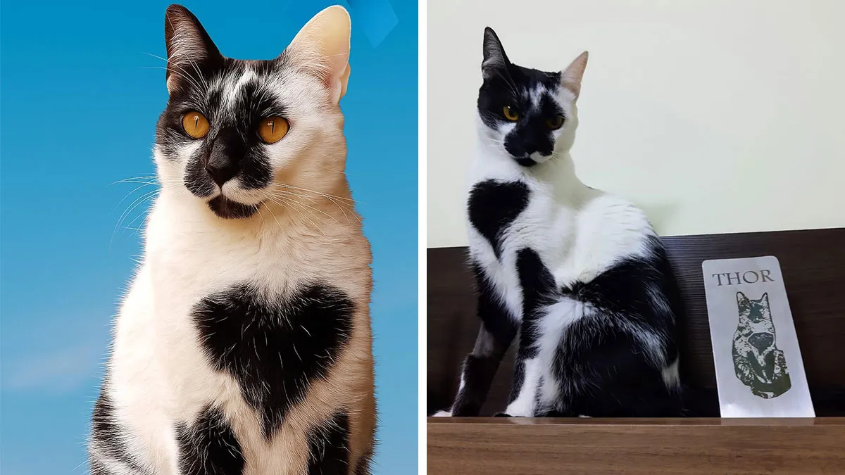 Thor The Cat Stole Hearts Across Brazil With His Perfect Heart-Shaped Mark